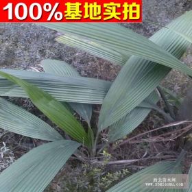 供应仙茅、仙茅苗、仙茅小苗、仙茅工程苗