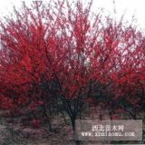 陜西3.4.5.6公分碧桃價(jià)格紅白玉蘭大葉女貞香花槐櫻花