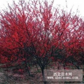 陜西3.4.5.6公分碧桃價格紅白玉蘭大葉女貞香花槐櫻花