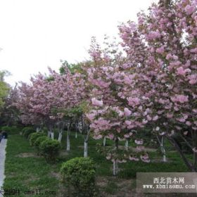 樱花树 樱花树报价 樱花树图片