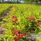 山東綠化苗木紅王子錦帶價格