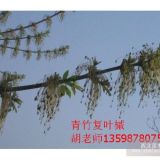 青竹復(fù)葉槭開(kāi)花