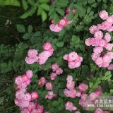 薔薇 紫藤 迎春 五葉地錦