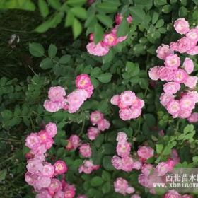 薔薇 紫藤 迎春 五葉地錦