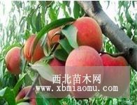 金秋紅蜜桃苗生長結(jié)果習性