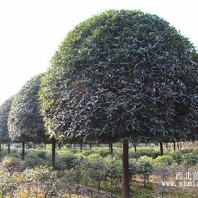 四川桂花，成都桂花，精品桂花