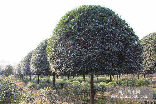 四川桂花，成都桂花，精品桂花