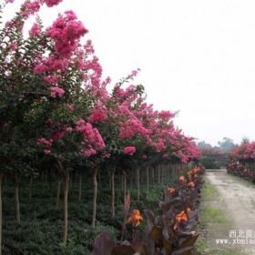 四川紫薇，成都紫薇，大紅紫薇