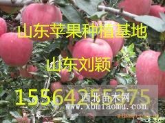 山东优质红星苹果大量上市山东苹果批发价格