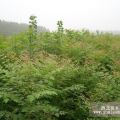 北欒樹苗 五角楓 國槐 2-5cm山桃 山杏 法桐 白蠟