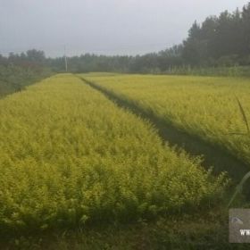 金叶女贞，红叶小檗，小叶女贞