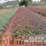 廣西欽州供應(yīng)29號桉樹苗