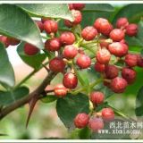 遼寧大紅袍花椒苗價(jià)格 沈陽大紅袍花椒苗價(jià)格