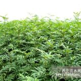 广东花椒苗价格 广州花椒苗价格