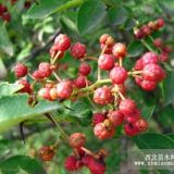 新疆花椒苗價(jià)格 烏魯木齊大紅袍花椒苗價(jià)格