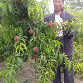 春雪桃苗，突圍桃苗，126油桃苗，