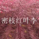 供應(yīng)2-4公分密枝紅葉李-1.5-3公分王族海棠