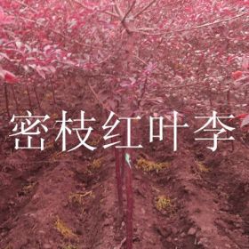 供應2-4公分密枝紅葉李-1.5-3公分王族海棠