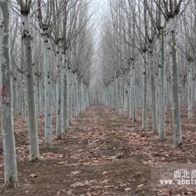 常年供应各种规格 速生法桐 速生白蜡 速生国槐。