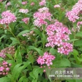 红花绣线菊40公分价格0.15元