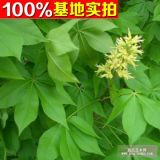 供應(yīng)菩提樹、菩提樹苗、菩提樹小苗、菩提樹工程苗