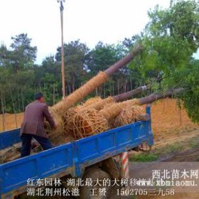 湖北香樟树，湖北截杆香樟树，湖北移植香樟树