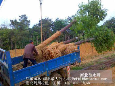 湖北截桿香樟樹，湖北移植香樟樹