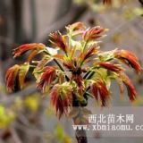 香椿樹苗價格、山東紅芽香椿樹苗