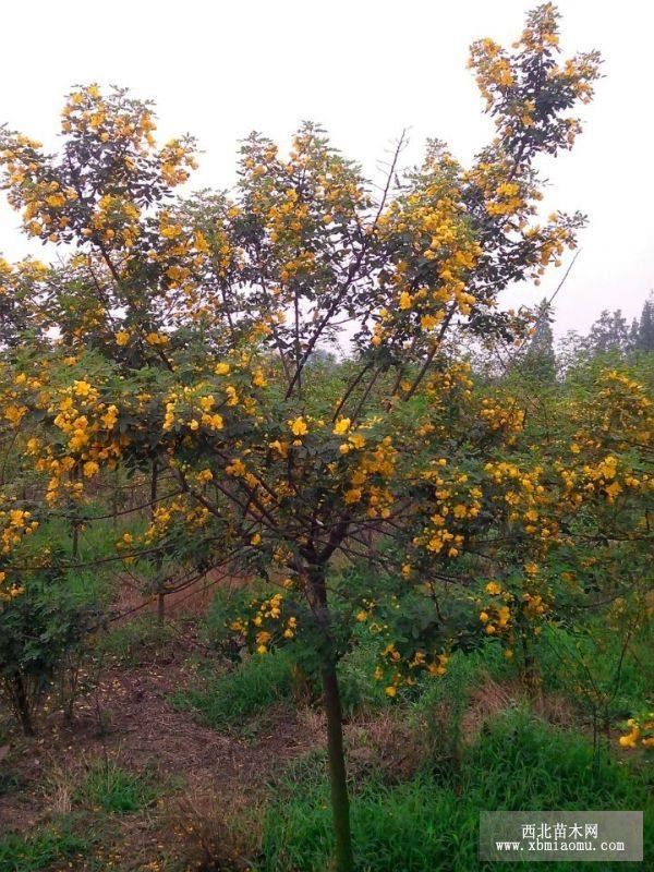 四川黄花槐