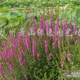 供應(yīng)千屈菜、蘆葦、梭魚草、海壽花、水蔥等各種水生植物