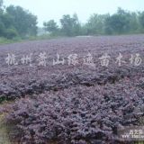 供應(yīng)各種色塊苗、花灌木、球類、喬木、水生植物等