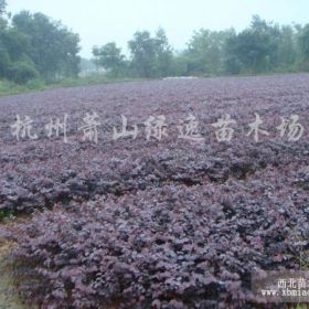 供應(yīng)各種色塊苗、花灌木、球類、喬木、水生植物等