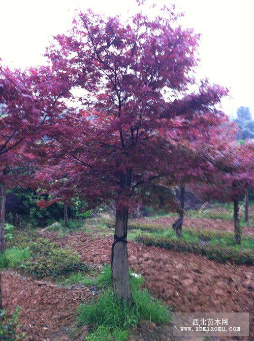 瀏陽嫁接紅楓