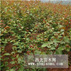 供應(yīng)紅火箭紅葉紫薇 南方紅豆杉 曼地亞紅豆杉  南方紅豆杉