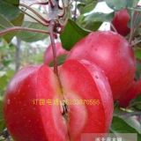 瑞士紅肉蘋果新品種—紅色之愛 蘋果樹苗批發(fā)