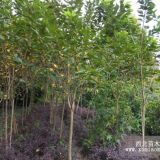 櫻花苗圃用苗,櫻花2公分,櫻花工程用苗