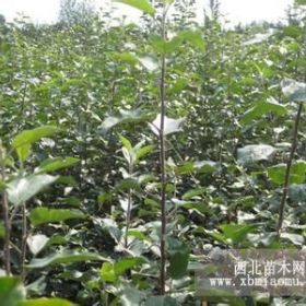 大量批发销售 优质苹果苗 品种优良 价格实惠