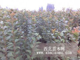 销售樱花苗，樱花工程苗1-20公分