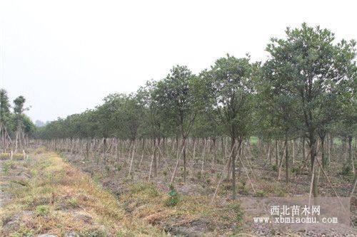 湖北丹桂 湖北桂花