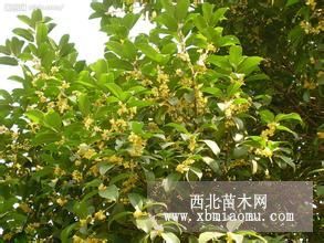 桂花價(jià)格 桂花小苗價(jià)格 桂花基地