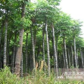 栾树信息 栾树价格 栾树基地