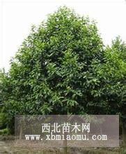 乐昌含笑价格 乐昌含笑基地 乐昌含笑批发