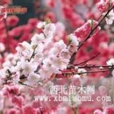 樱花价格 樱花批发 樱花直销