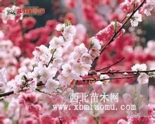 樱花价格 樱花批发 樱花直销