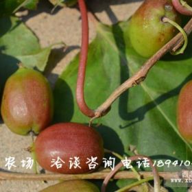 黨家農(nóng)場(chǎng)苗圃基地預(yù)售 紅皮紅心 綠心 軟棗獼猴桃苗