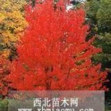 美國紅楓基地 美國紅楓行情 美國紅楓供應(yīng)