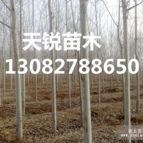 山东的毛白杨小苗种植基地，山东毛白杨小苗价格