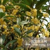 精品桂花 桂花信息 桂花图片