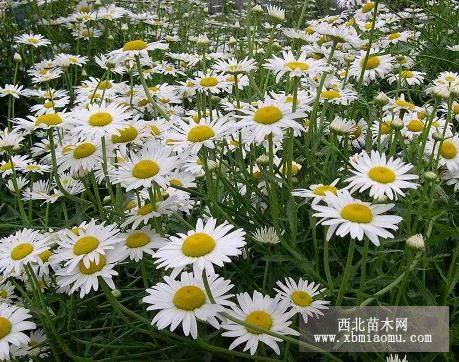 青州黑心菊，青州鼠尾草，青州玉簪