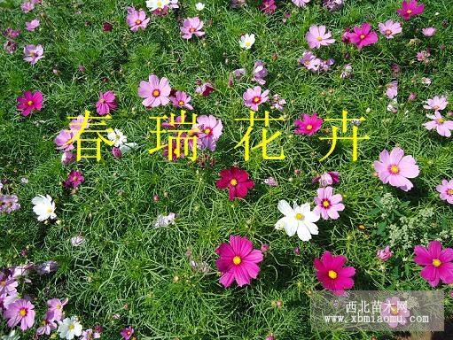 波斯菊，假龙头，千屈菜